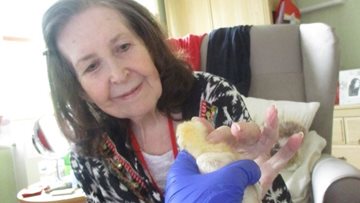 Harley Grange have an EGG-cellent time with the welcome of two new pet chicks